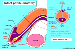 Penile anatomy